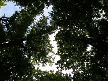 Low angle view of trees