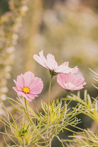 Close up of cosmo flowers