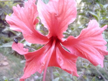 Close-up of red flower