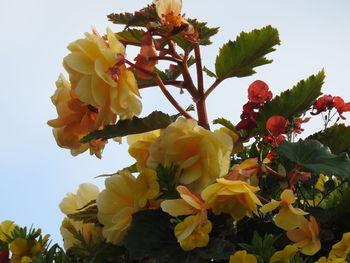 Low angle view of yellow flowering plant against sky