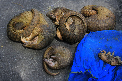 101 smuggled pangolins were secured at the riau natural resources conservation agency.