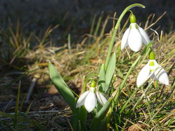 Close-up of crocus blooming on field