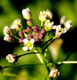 Close-up of pink flowers