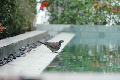 Bird perching on a lake