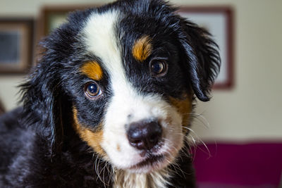 Close-up of puppy at home