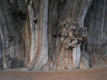 Close-up of tree trunk