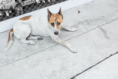 High angle portrait of dog sitting on tiled floor