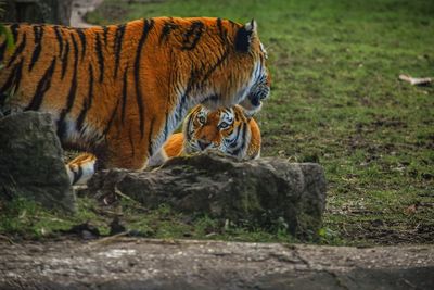 Tiger on field