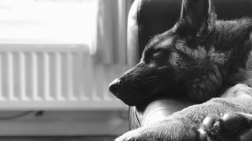 Close-up of a dog sleeping