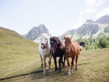 Cows standing on field against mountains