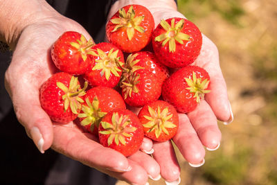 Close-up of hand holding strawberries