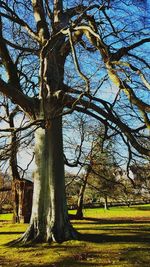 Trees on field against sky