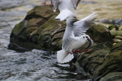 Close-up of seagull flying over lake