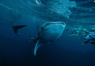 Low angle view of fish swimming undersea