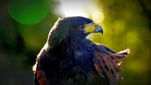 Close-up of a bird looking away