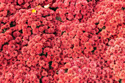Full frame shot of green leaves