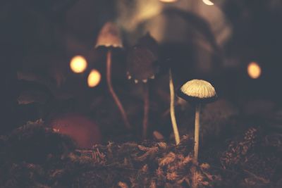 Close-up of mushroom growing in forest