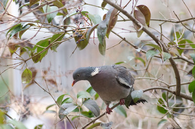 Low angle view of bird perching on tree