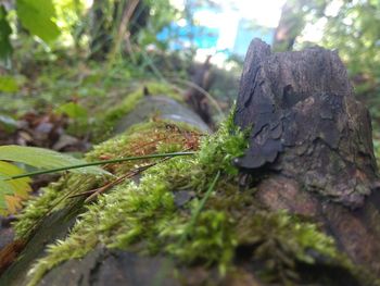 Close-up of insect on tree trunk