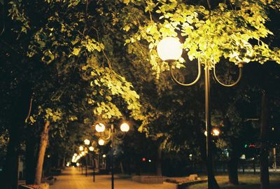 Road along trees at night