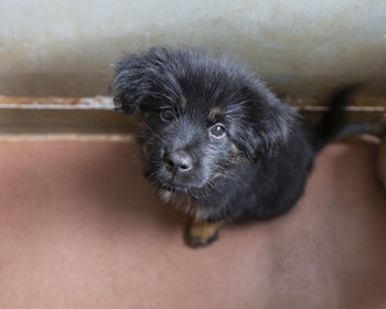 Close-up portrait of puppy