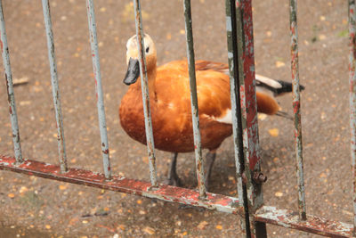 Close-up of bird perching on metal wall