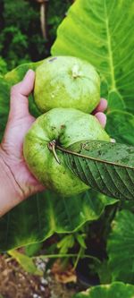 Cropped hand holding fruit