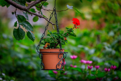 Close-up of plant against blurred background