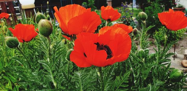 Close-up of red poppy flowers in field