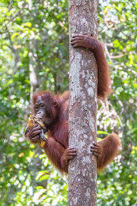 Monkey on tree trunk in forest