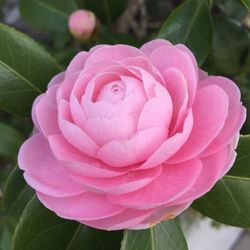 Close-up of pink rose