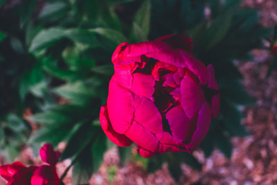 Close-up of flower blooming outdoors