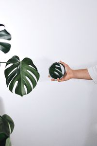 Close-up of hand holding plant against white background