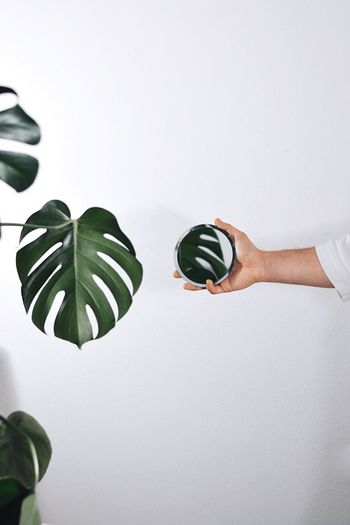 Close-up of woman hand holding mirror by plant against white background