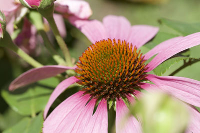 Close-up of pink flower