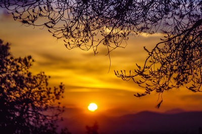 Silhouette of tree during sunset