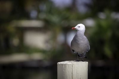 Close-up of seagull perching on wooden post