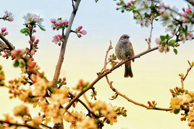 Low angle view of birds perching on cherry blossom tree