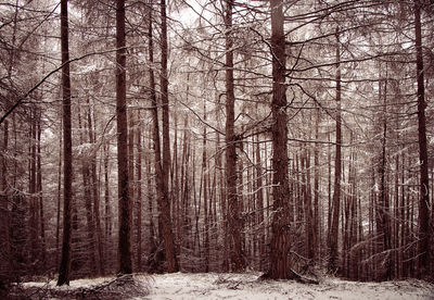 Trees in forest during winter