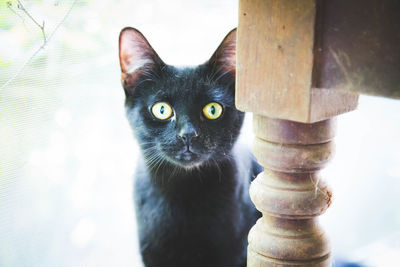 Close-up portrait of cat