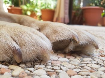 Close-up of a dog sleeping