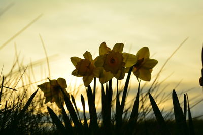 Close-up of yellow flowering plant on field against sky