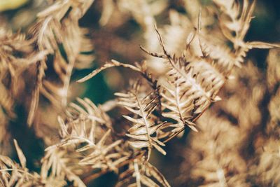 Close-up of stalks in field