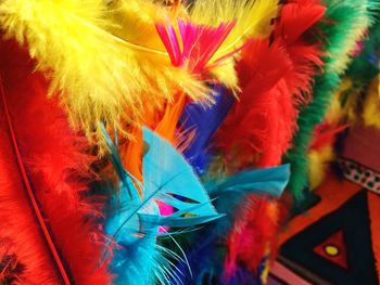 Close-up of multi colored feather