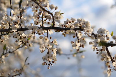 Close-up of cherry blossoms in spring