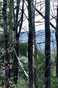 Trees growing in forest