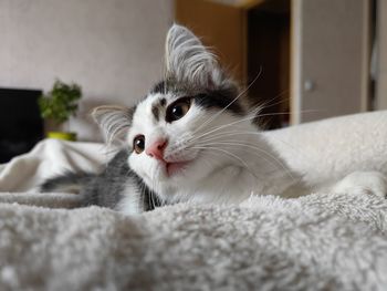 pet