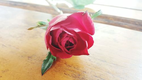 Close-up of rose bud on table