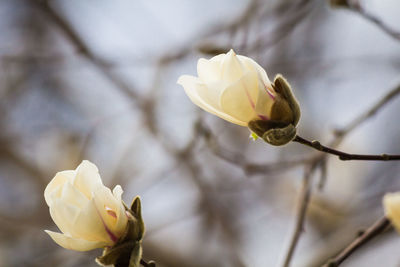 Close-up of white rose flower