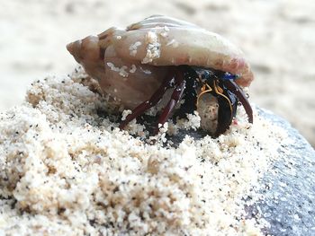 Close-up of crab on beach